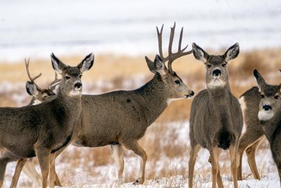 Oh Deer.jpg