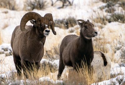 Ram and Ewe.jpg