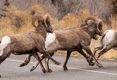 Ram Crossing.jpg