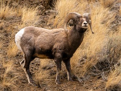 Ram Sniffing.jpg