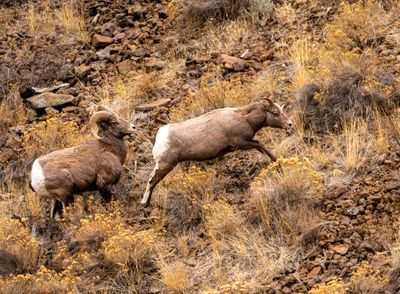 Rams at the North Fork.jpg