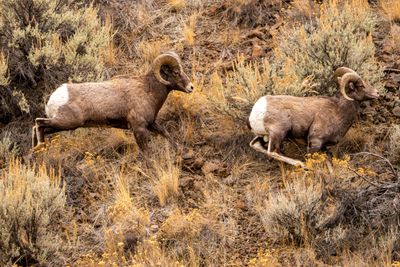 Rams on the Run.jpg