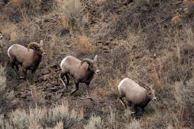 Running Bighorns.jpg