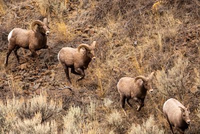 Three Rams Chasing a Ewe.jpg