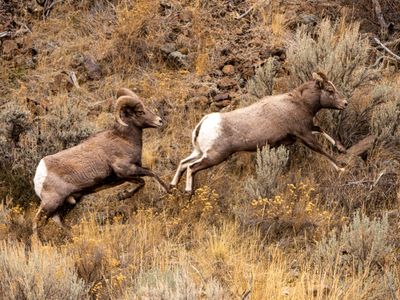 Two Rams on the Hillside.jpg