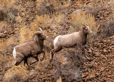 Two Rams on the North Fork.jpg