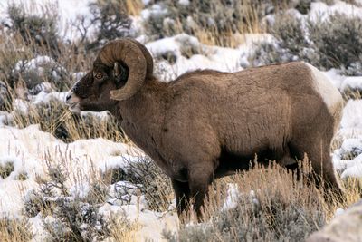 Winter Ram.jpg