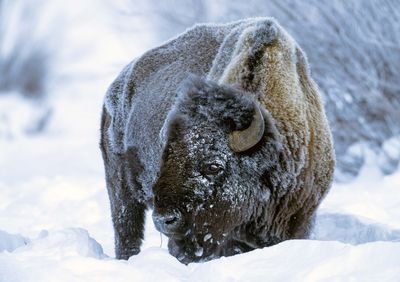 Bison at Round Prairie.jpg