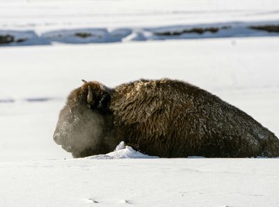 Bison Breath.jpg