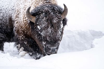 Bison closeup.jpg
