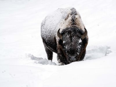 Bison digging through the snow.jpg