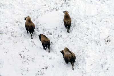 Bison Formation.jpg