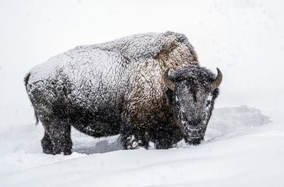 Bison Giving the Side Eye.jpg