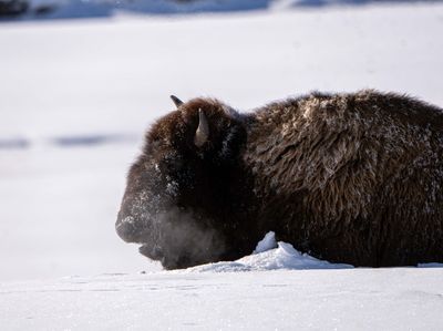 Bison in the Lamar.jpg