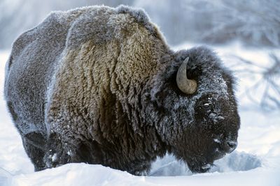 Bison in the Snow at Round Prairie.jpg