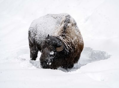Bison in the Snow Head Turned.jpg