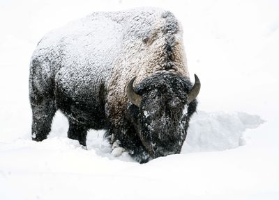 Bison in the Snow.jpg