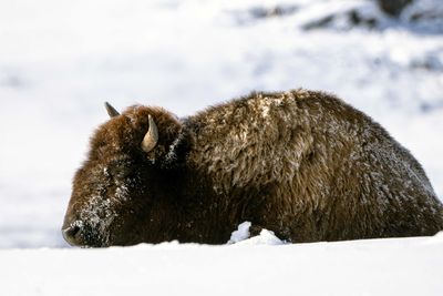 Bison Laying in the Snow.jpg