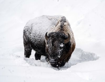 Bison looking for lunch.jpg