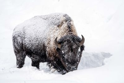Bison near Pebble Creek.jpg