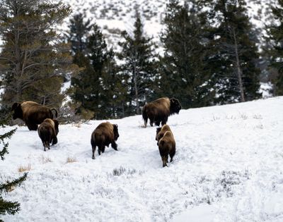 Bison on the Hill.jpg