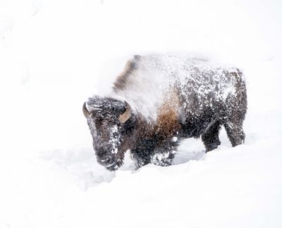 Shaking off the snow.jpg