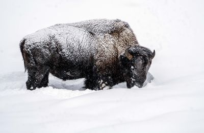 Side of Bison.jpg