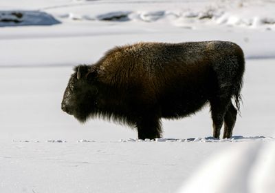 Bison Standing in the Lamar.jpg
