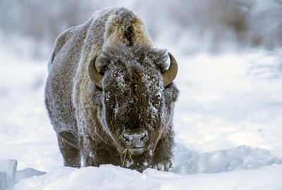 Bison Stare.jpg