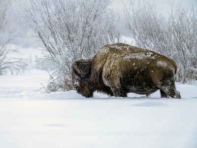 Bison Subzero.jpg