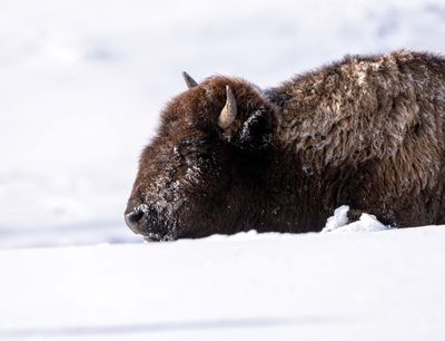 Bison Taking a Rest.jpg