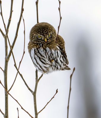 Blood on the Beak.jpg