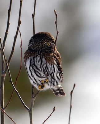Northern Pygmy Looking Off to the Hills.jpg