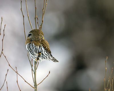 Northern Pygmy Owl Both Sets of Eyes.jpg