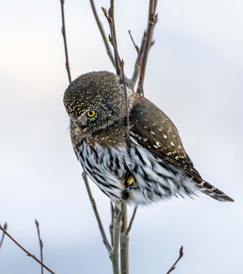 Northern Pygmy Owl Eyeing Its Prey.jpg