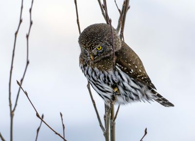 Northern Pygmy Owl Looking Down.jpg
