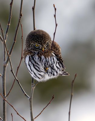 Northern Pygmy Owl Looking Right.jpg