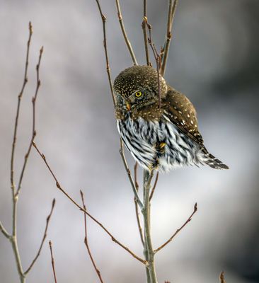 Northern Pygmy Owl on the Hunt.jpg