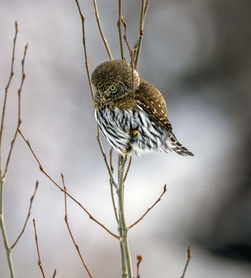 Northern Pygmy Owl on Watch.jpg