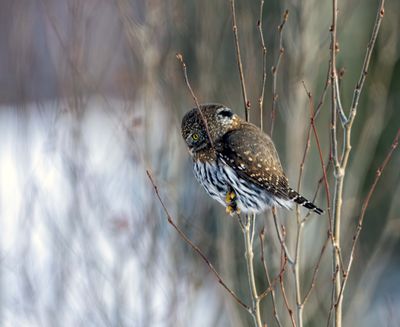 Northern Pygmy Owl Profile.jpg