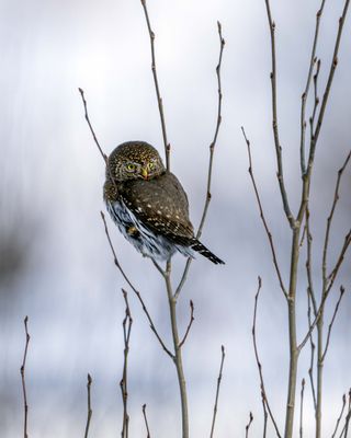 Northern Pygmy Owl.jpg
