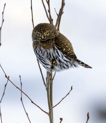 Northern Pygmy.jpg