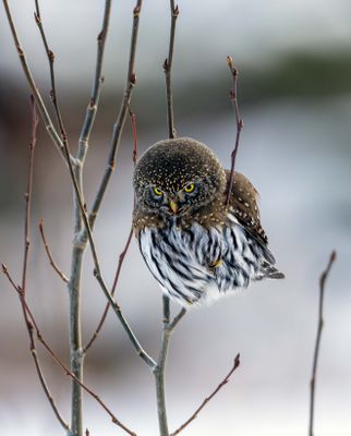 Owl Eyes.jpg
