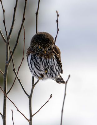 Owl in the Tree.jpg