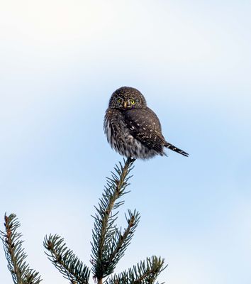 Owl in the Treetop.jpg