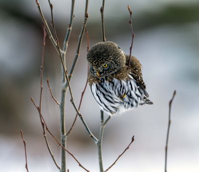 Owl Looking Down.jpg