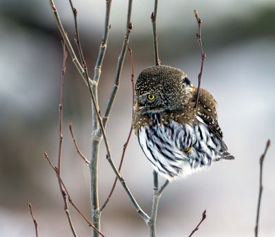 Owl Looking Left.jpg
