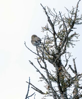 Owl on a Branch.jpg