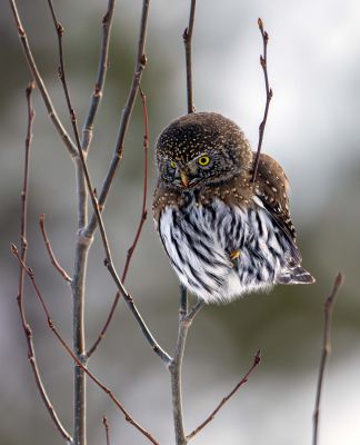 Owl on a Skinny Branch.jpg