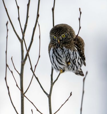 Owl on the Hunt.jpg